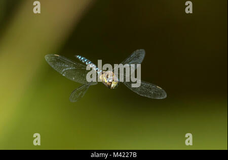 Hawker migranti (Aeshna mixta), flying maschio, Foto Stock