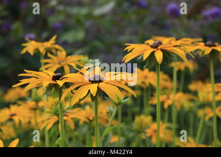 Margherite arancio in un giardino cottage Foto Stock