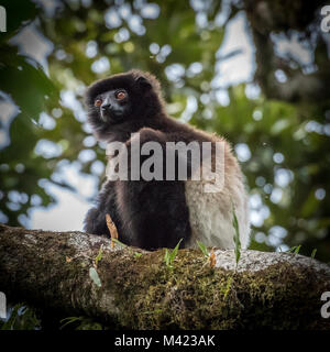 Milne Edwards il lemure Sifaka, Madagascar Foto Stock