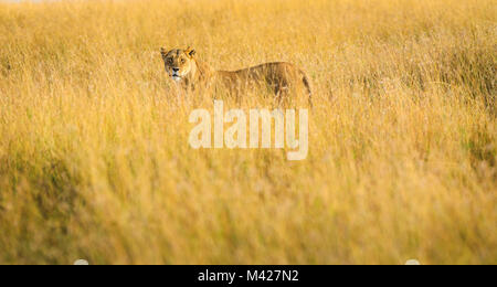 Big 5 Apex predator: furtivo leonessa vigile (Panthera leo) stand di caccia alert parzialmente nascosto in erba lunga stalking preda, il Masai Mara, Kenya Foto Stock