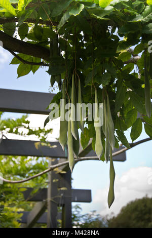 Semi di glicine pods sospeso verso il basso da una pergola in legno Foto Stock