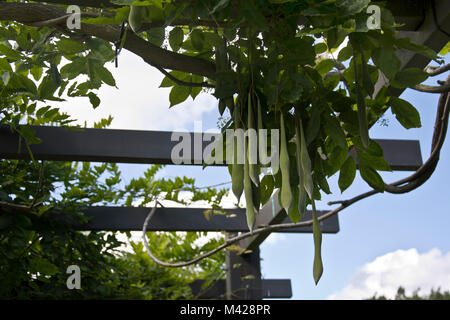 Semi di glicine pods sospeso verso il basso da una pergola in legno Foto Stock