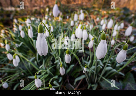 Snowdrops comune (Galanthus nivalis) in fiore nella foresta nel tardo inverno / primavera Foto Stock