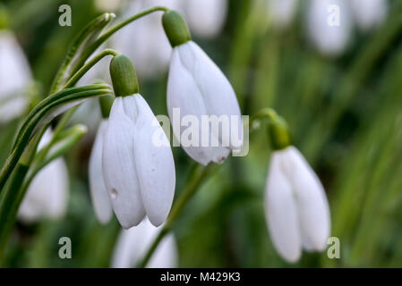Snowdrops comune (Galanthus nivalis) in fiore nella foresta nel tardo inverno / primavera Foto Stock