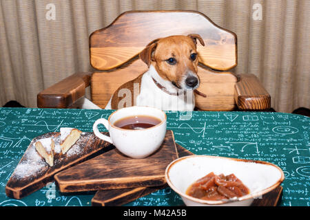 Funny fame jack russell cane in cucina a mangiare e a bere il tè sul tavolo Foto Stock