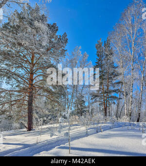 Foresta di inverno con neve e brina coperto a bright tempo soleggiato e tracciato di sci sulla neve scintillante superficie - meraviglioso paesaggio invernale Foto Stock