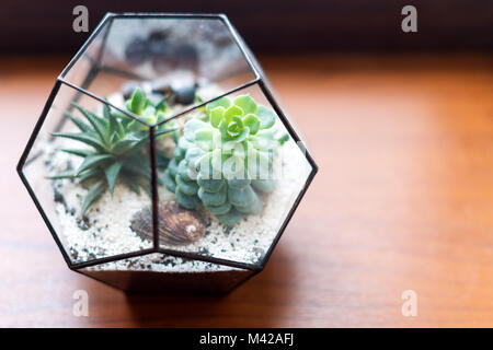 Mini succulente in giardino Terrario in vetro sul davanzale di legno. Succulente con sabbia e rocce nella scatola di vetro. Home elementi di decorazione. Foto Stock