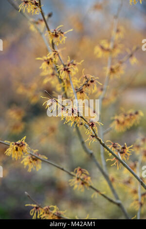 Hamamelis mollis 'Jermyns oro'. Amamelide 'Jermyns oro' fioritura in inverno. RHS Wisley Gardens, Surrey, Regno Unito Foto Stock