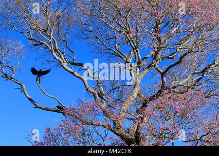 Ara Giacinto in un rosa Ipe tree, Pantanal, Brasile Foto Stock