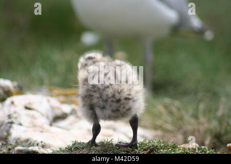 Carino seagull chick attorno a piedi Foto Stock