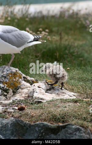 Carino seagull chick attorno a piedi Foto Stock