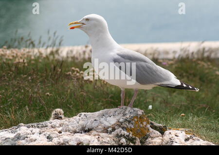 Madre gabbiano con simpatici baby chick nascondere dietro la roccia di granito Foto Stock