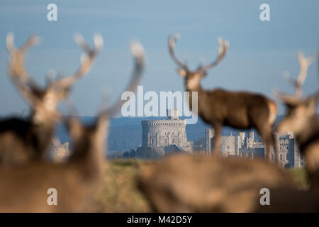 Red Deer in Windsor Great Park, Berkshire, Inghilterra. Il Castello di Windsor e può essere visto in background. Foto Stock