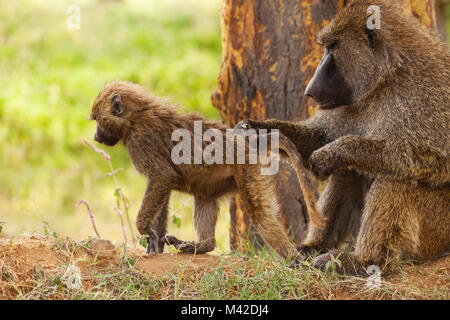 Close-up ritratto femminile di babbuino Oliva toelettatura del suo bambino i capelli nella savana africana Foto Stock