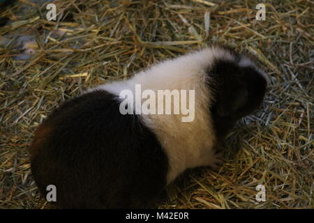 Guinea pig Foto Stock