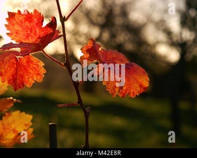 Cluse vista fino al complesso carsico vigneto in autunno colori al tramonto. Scuro Rosso Arancione le ombre delle ultime foglie sulle piante Foto Stock