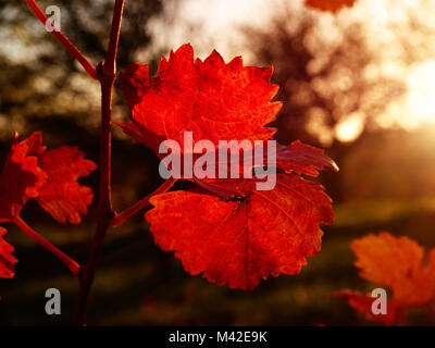 Cluse vista fino al complesso carsico vigneto in autunno colori al tramonto. Scuro Rosso Arancione le ombre delle ultime foglie sulle piante Foto Stock