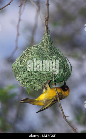 Sud Africa. Vicino a Pretoria. Parco Nazionale di Kruger. Weaver bird. Foto Stock