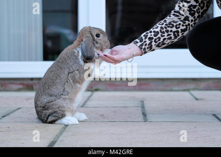 Un tame Lop Dwarf Rabbit, pet, coniglio mangia a trattare dai suoi proprietari mano. il coniglio è completamente rilassato e si mise a sedere sulle zampe posteriori per mangiare la tratta Foto Stock