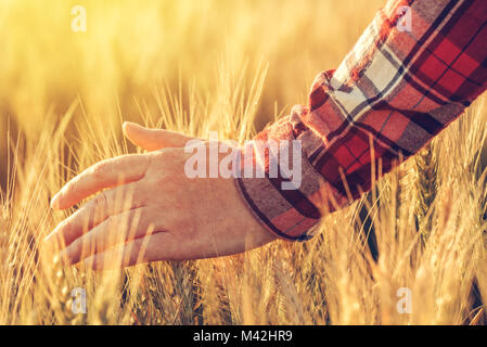 L'agricoltore femmina in plaid shirt toccando il raccolto di grano orecchie coltivati in campo agricolo Foto Stock