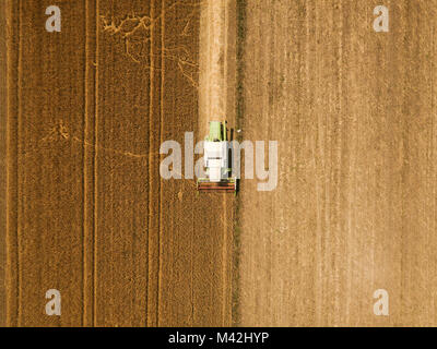 Vista aerea della mietitrebbia di macchinari agricoli la mietitura di colture di frumento in campo coltivato, vista dall'alto Foto Stock