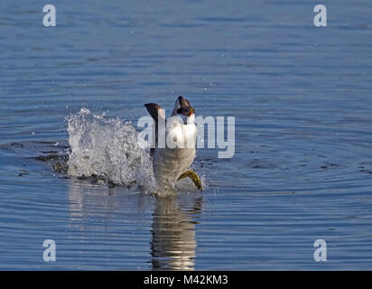 Western svasso impetuoso Foto Stock