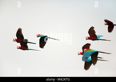 Il Perù, Boca Manu, Blanquillo, Parco Nazionale del Manu, Sito Patrimonio Mondiale dell'Unesco, battenti di colore rosso e verde Macaws ( Ara chloroptera ). Foto Stock