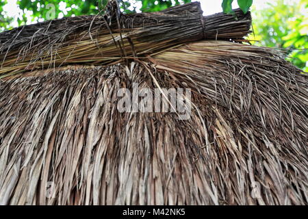 Dettaglio-tetto di paglia di palme Nipa foglie su un ulog-olog sleeping hut per ragazze in un tradizionale ili-villaggio tribale del popolo Bontoc. Mountain pro Foto Stock