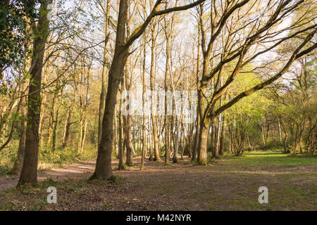 L' immagine di un sentiero di bosco tra gli alberi, presa su di una molla la sera a Swithland boschi, Leicestershire, England, Regno Unito Foto Stock