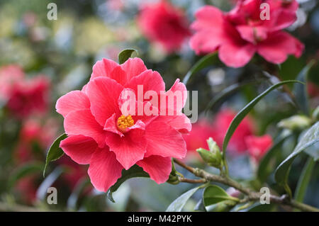 Camellia 'libertà Bell' Fiori. Foto Stock