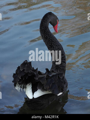 Black Swan in un stagno visto da dietro Foto Stock