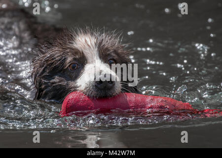 Mist, il Border Collie Foto Stock