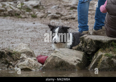 Mist, il Border Collie Foto Stock