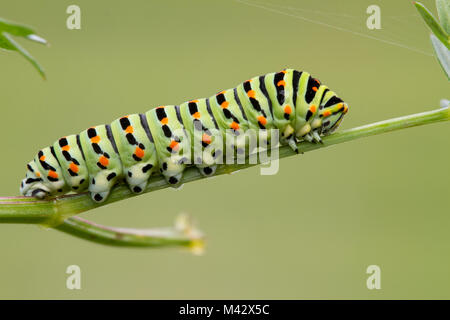 La fotografia macro del Papilion Machaon caterpillar. Lombardia, Italia Foto Stock