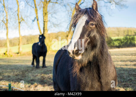 Nero shire cavallo (Equus caballus), Inghilterra, Regno Unito Foto Stock