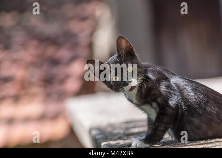 Gatto nero con macchie bianche con sfondo sfocato Foto Stock