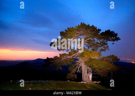 Pino loricato nel Parco Nazionale del Pollino, distretto di Potenza, Basilicata, Italia Foto Stock