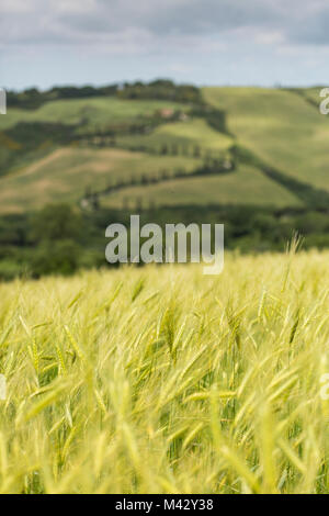 Toscana, Provenza di Siena, La Foce in Toscana colline, Italia Foto Stock