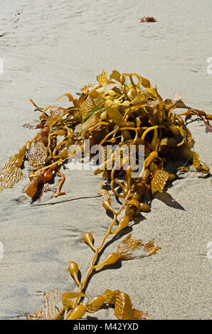 Giant Kelp (Macrocystis pyrifera), El Matador State Beach, Malibu, California Foto Stock