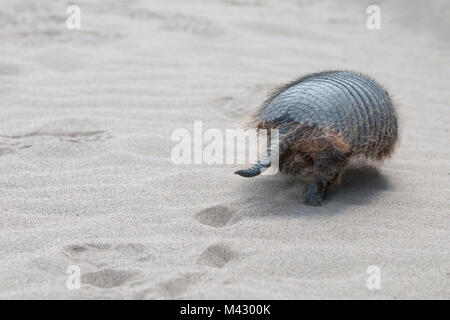 Sud Americana armadillo a piedi tra la sabbia a Penisola Valdes patagonia aregntina america del sud Foto Stock