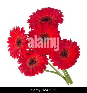 Cinque rosso fiori di gerbera isolati su sfondo bianco.bouquet di fiori rosso gerbera. Foto Stock