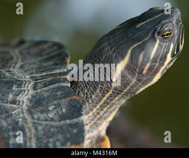 Monaco di Baviera, Germania. 12 Feb, 2018. Un giallo-cheeked turtle giace su un ramo in il giardino botanico di Monaco di Baviera, Germania, il 12 febbraio 2018. Credito: Chiara Puzzo/dpa/Alamy Live News Foto Stock