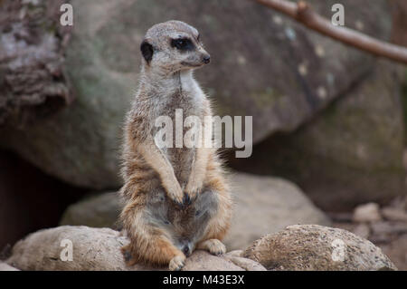 Meerkat in guardia Foto Stock