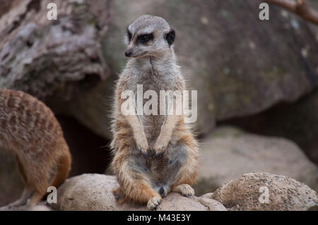 Meerkat in guardia Foto Stock