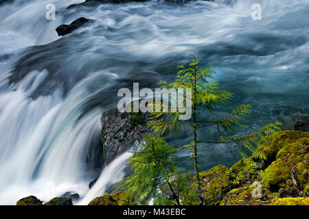 WA13384-01...WASHINGTON - La Dosewallips a cascata verso il basso uno stretto canyon lungo il bordo della vecchia strada nel parco nazionale di Olympic. Foto Stock