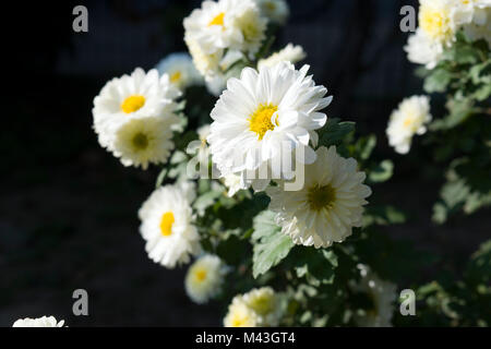 Fiori nel giardino nella stagione autunnale: I crisantemi, talvolta chiamati mums o crisanths, sono piante fiorite del genere Chrysanthemum. Foto Stock