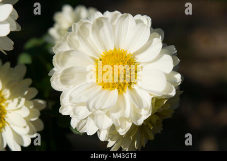 Fiori in giardino in autunno: Un bel bianco e sole giallo crisantemi fiore testa. Foto Stock