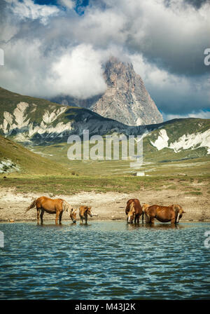 Cavalli selvaggi all'annaffiamento al lago di Pietransieri nell'altopiano di campo Imperatore. Parco Nazionale del Gran Sasso e Monti della Laga. Abruzzo, Italia. Foto Stock