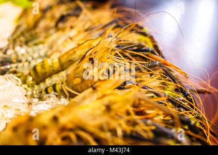 Congelati freschi possente fiume tigre gamberetto boreale disposizione di fronte al ristorante. Concetto di frutti di mare. Foto Stock