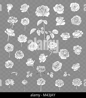 Rose set disegno isolato su sfondo trasparente. disegnata a mano Illustrazione Vettoriale